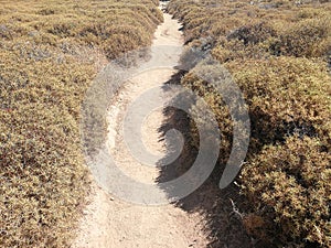 Dirt Trail Through Heavy Bushes