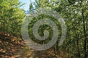 Dirt trail passing through green leafy beech forest