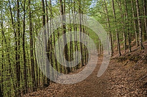 Dirt trail passing through green leafy beech forest