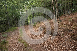 Dirt trail passing through green leafy beech forest