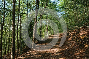 Dirt trail passing through green leafy beech forest