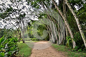 The trail of the Roberto Burle Marx City Park in nature photo