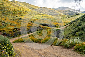 Dirt trail through Walker Canyon in Lake Elsinore during the poppy wildflower superbloom