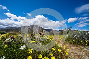 Dirt trail walking path in Anza Borrego Desert State Park during the spring 2019 super bloom in California