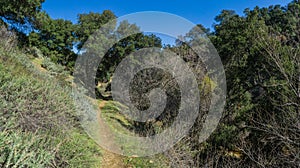 Dirt Trail on Wooded Canyon Edge