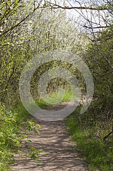 Dirt walking footpath through springtime flowering shrubs for nature discovery