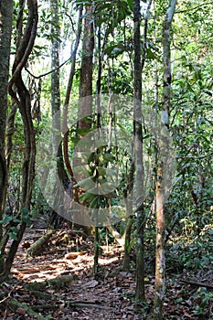 A dirt walking path through the Amazon Rainforest in Tambopata, Peru