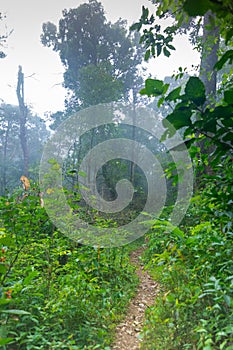 Suciedad acera en selva plantas 