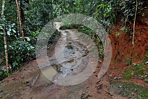 Dirt wet road after heavy rain in the forest