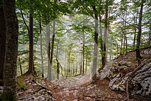 Dirtpath in the middle of deciduous trees in a typical alpine forest in the Julian Alps in Slovenia