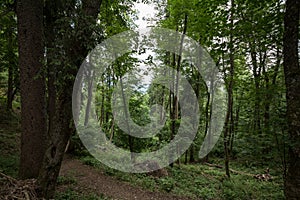 Dirtpath in the middle of deciduous trees in a typical alpine forest in the Julian Alps in Slovenia, during a grey rainy day, in