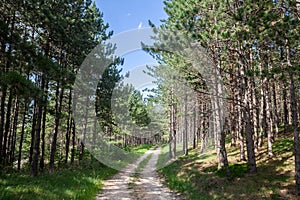 Dirtpath in the middle of pine and fir  trees in a typical mountain forest in the balkans mountains in Divcibare, Serbia, in deep