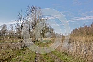 Dirtroad along a marsh in the Flemish countryside