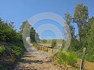 Dirtroad along meadows with trees in the wallonian countryside