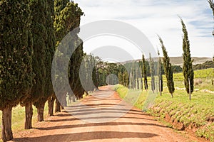 A dirtroad in a Cape Town wine farm with tree`s lining the sides of the road.