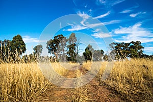 Dirtroad through the dry bush with high yellow grass in the Grampians, Victoria, Australia