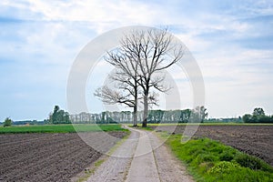 Dirtroad through flemish farmland, leading to two bare trees