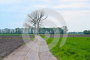 Dirtroad through flemish farmland, leading to two bare trees