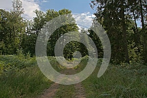 Dirtroad in the forest in the  wallonian countryside.