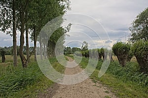 Dirtroad lined by poplar trees and willows in the Flemish countryside