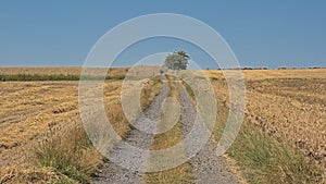 Dirtroad between meadows and fields in the wallonian countryside