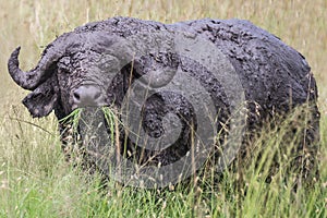 Dirty African buffalo in the Maasai Mara national