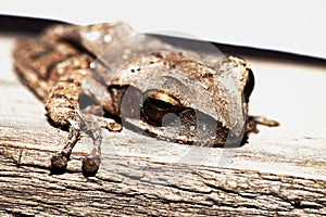 The dirty basin treefrog