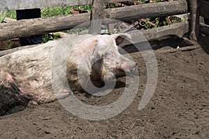 A dirty big white pig lies on the ground in a corral. Sunny summer day, a wooden