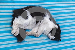 Dirty black and white rural cat lies outdoors on a striped mattress