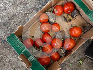 Dirty boxes with rotten tomatoes. Garbage and food waste