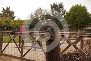 Dirty brown alpaca showing teeth