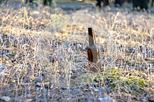 Dirty brown beer bottle on the ground