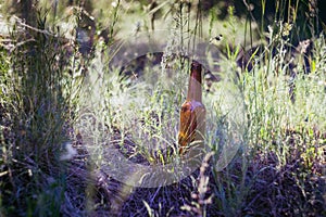 Dirty brown beer bottle