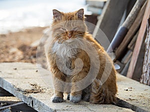 Dirty, bruised, red cat sitting outdoors