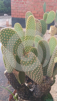 Dirty cacti in a broken pot with algae