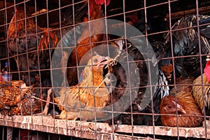 Dirty Caged Chickens in Africa