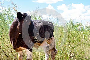 A dirty calf chews grass against a background of grass and blue sky