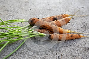 Dirty carrot covered with black dirt on gray concrete background, group of healthy orange root vegetables with leaves