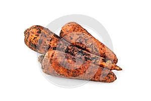 Dirty carrot. Freshly dug carrots with the ground. Dirty carrot with ground isolated on white background