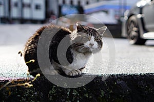 A dirty cat sunbathing in the morning