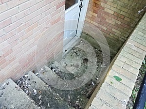 Dirty cement basement steps with drain