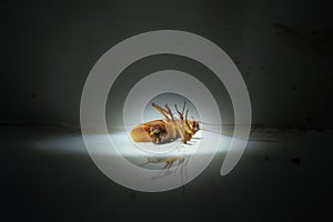 Dirty cockroach found lying dead under spotlight in the dark
