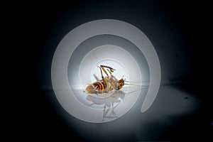 Dirty cockroach found lying dead under spotlight in the dark