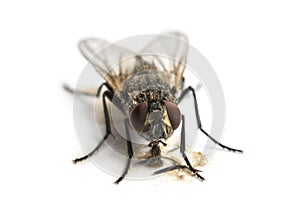 Dirty Common housefly eating, Musca domestica, isolate