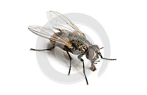 Dirty Common housefly eating, Musca domestica, isolated