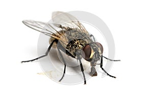 Dirty Common housefly eating, Musca domestica, isolated