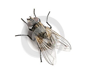 Dirty Common housefly viewed from up high, Musca domestica