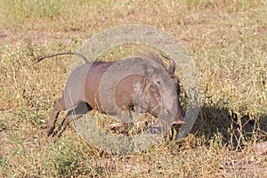 Dirty common warthog Phacochoerus africanus after enjoying in Mapungubwe National Park, South Africa with bokeh