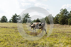 Dirty cow eating grass