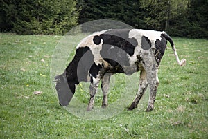 Dirty cow